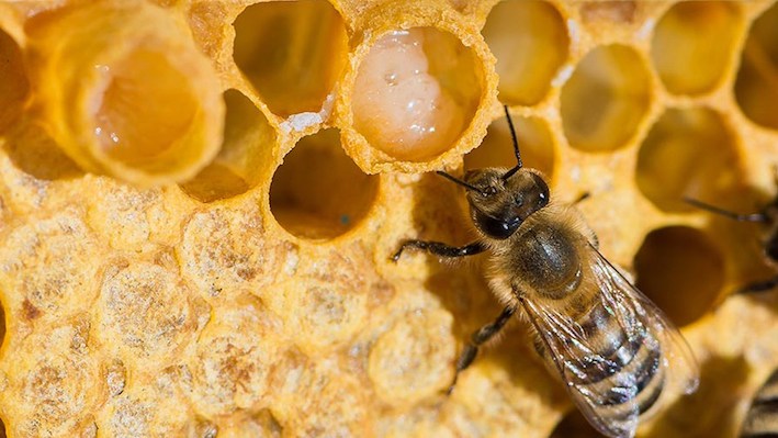 Thực hư sữa ong chúa tăng cường sinh lý, chữa vô sinh